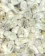 Cotton Seed