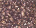 Castor Seed