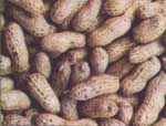 Groundnut